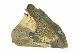 Unworn Fossil Dinosaur (Triceratops) Tooth Crown - Montana #338649-1